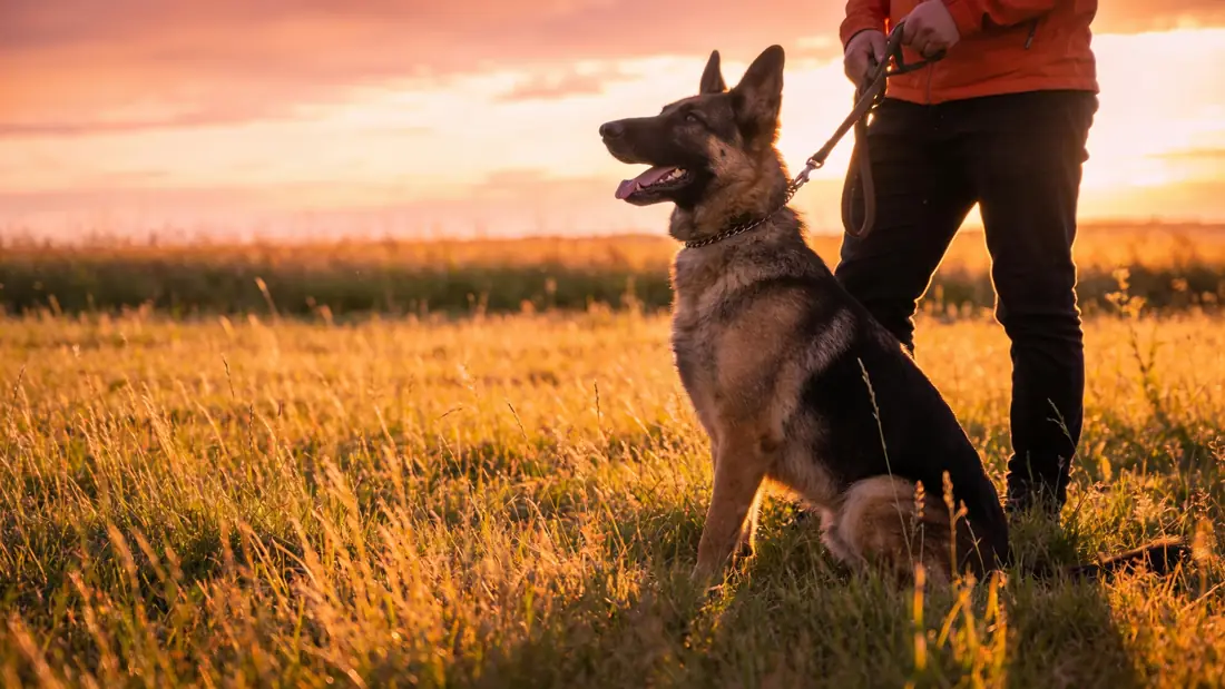Hero-Bild zu Keywords für Hundeschulen: hundetraining, hundetraining in der nähe, hundetraining preise