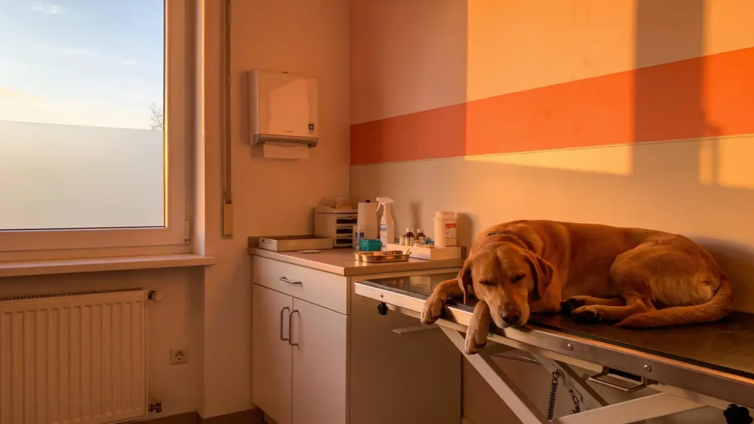 Hero-Bild zu Keywords für Tierarztpraxen: tierarzt, tierarzt in der nähe, tierarzt notdienst